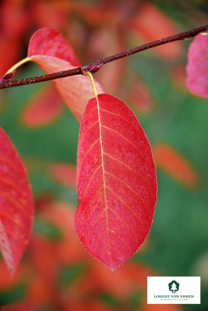 Amelanchier lamarckii