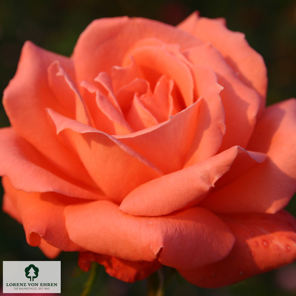 Rosa 'Hamburger Deern'