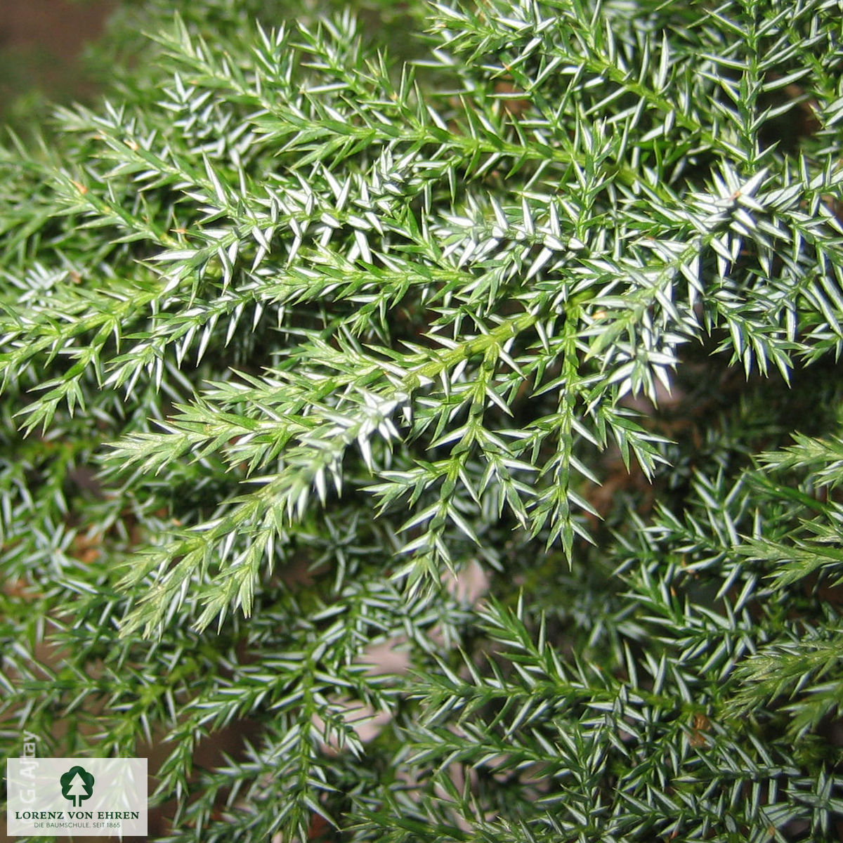 Juniperus sabina 'Tamariscifolia'