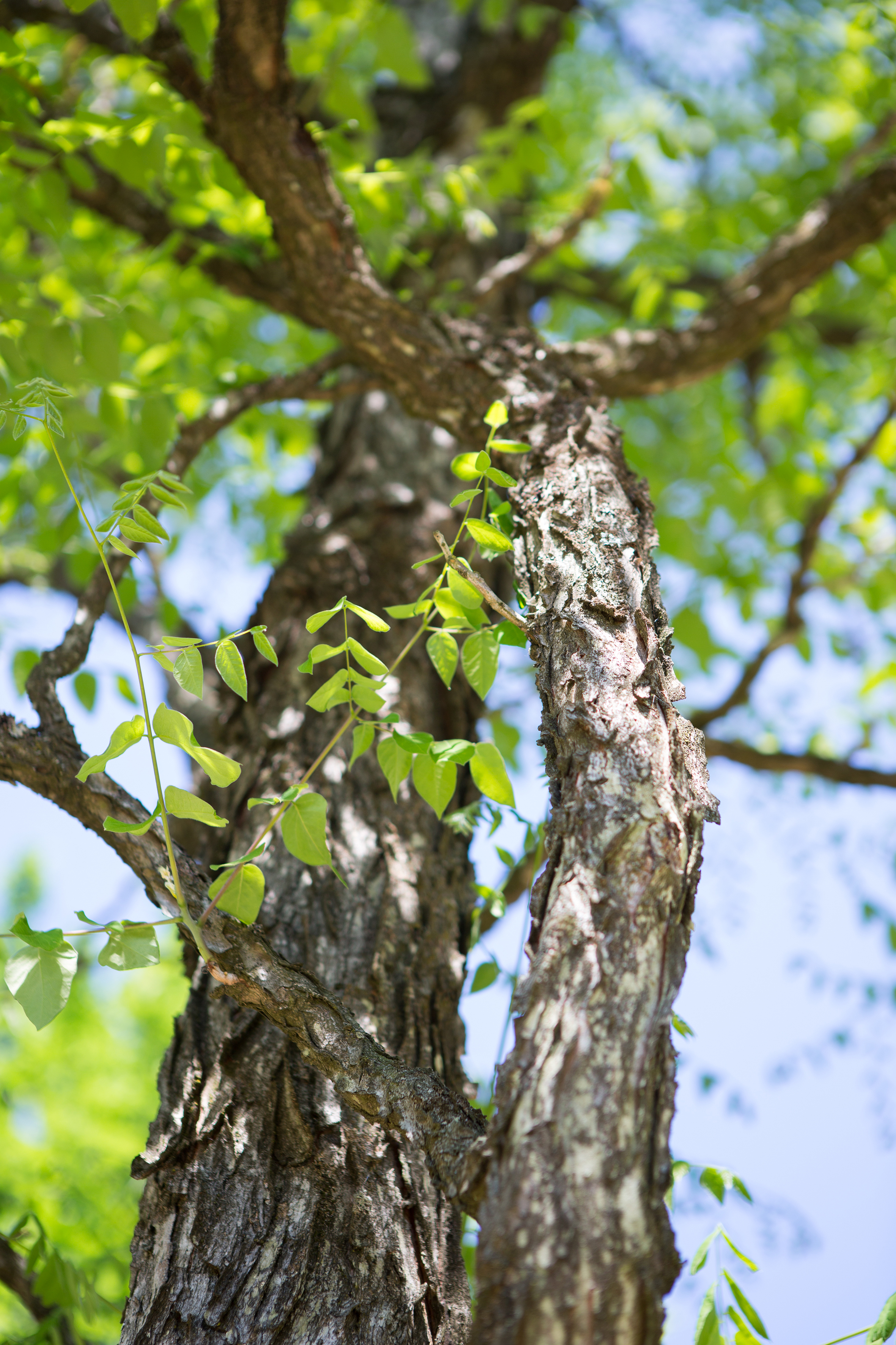 Gymnocladus dioicus Unikat