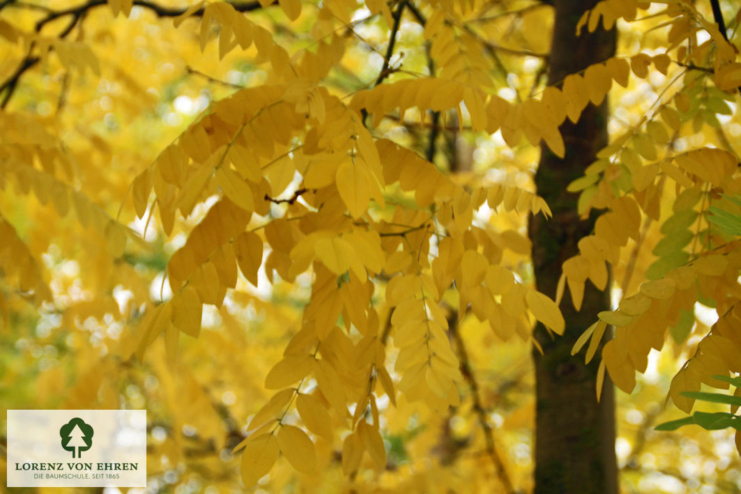Sophora japonica 'Regent'