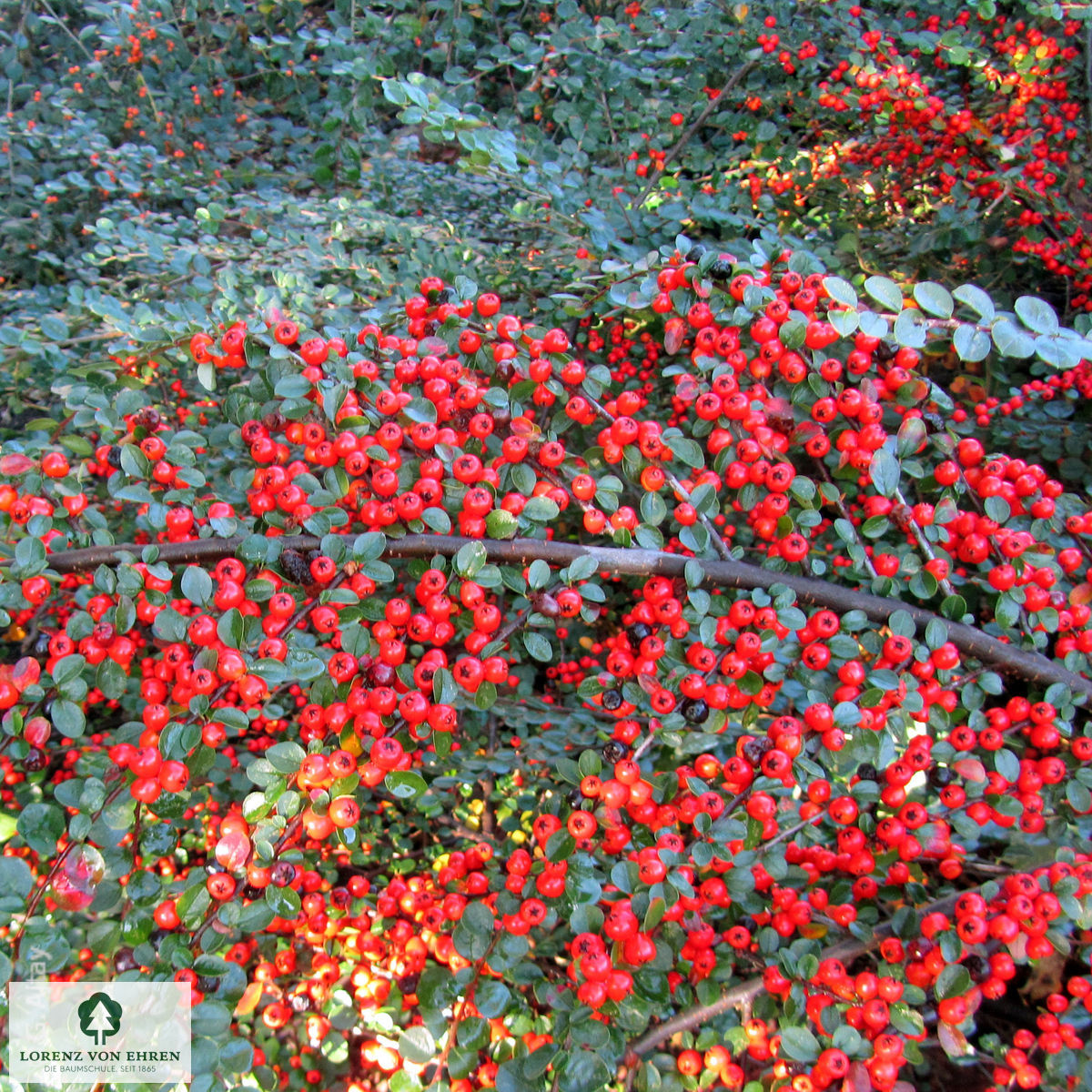 Cotoneaster horizontalis