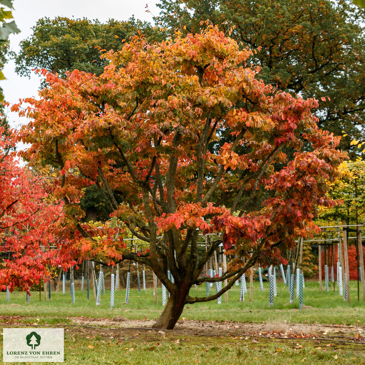 Herbstliche Blattfärbung der Parrotia persica, auch bekannt als Persischer Eisenholzbaum.