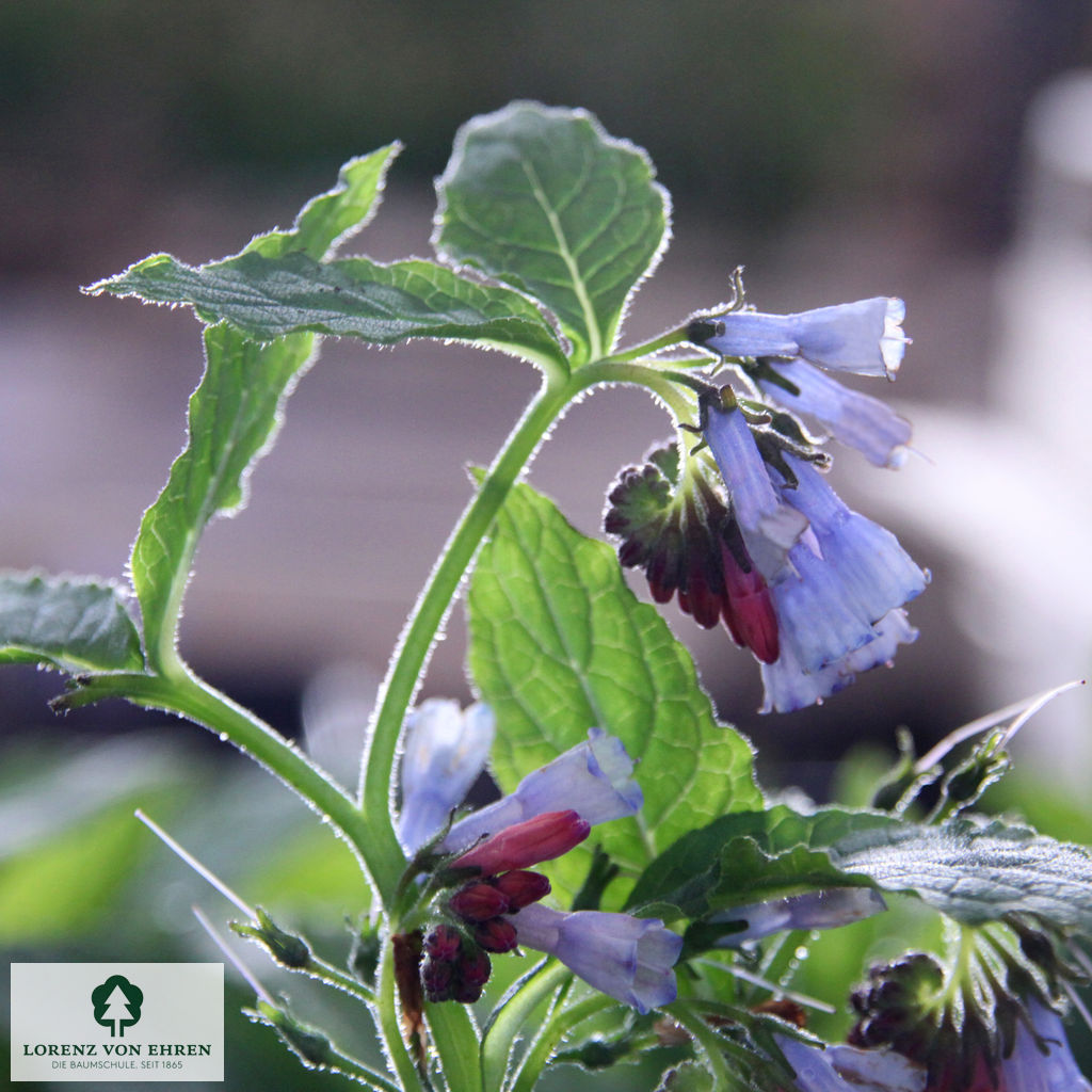 Symphytum azureum