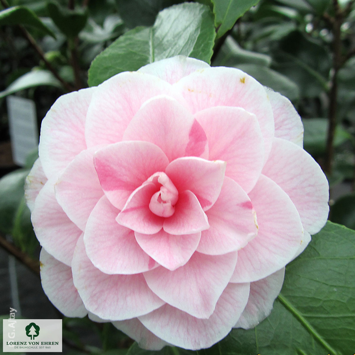 Camellia japonica 'Rosa'