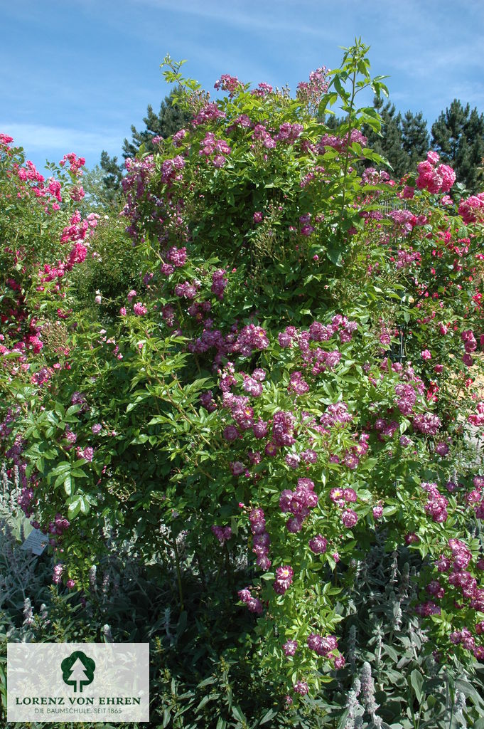 Rosa 'Veilchenblau'