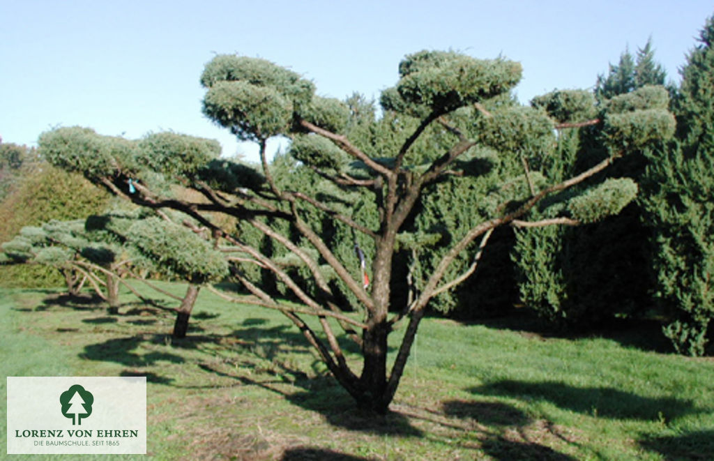 Juniperus media 'Hetzii'