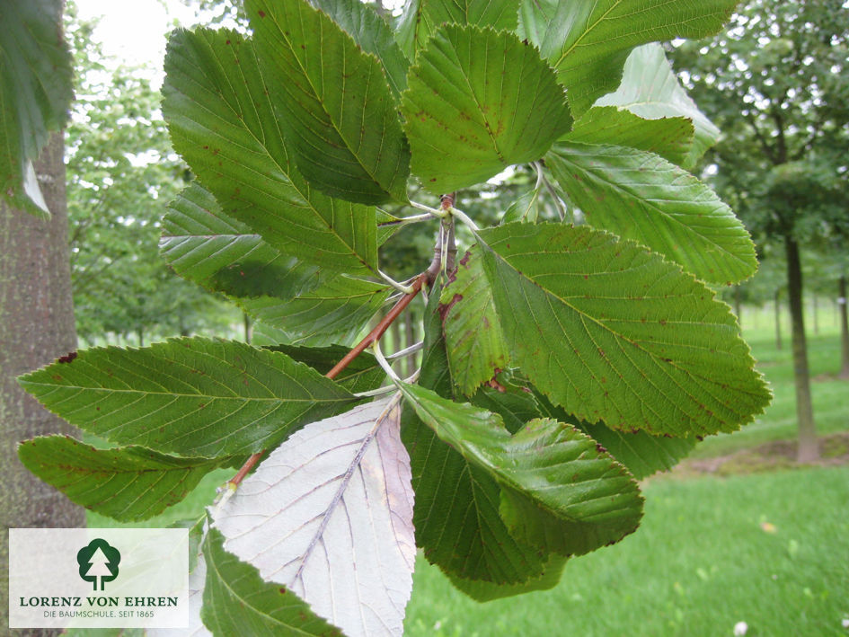 Sorbus aria 'Magnifica'