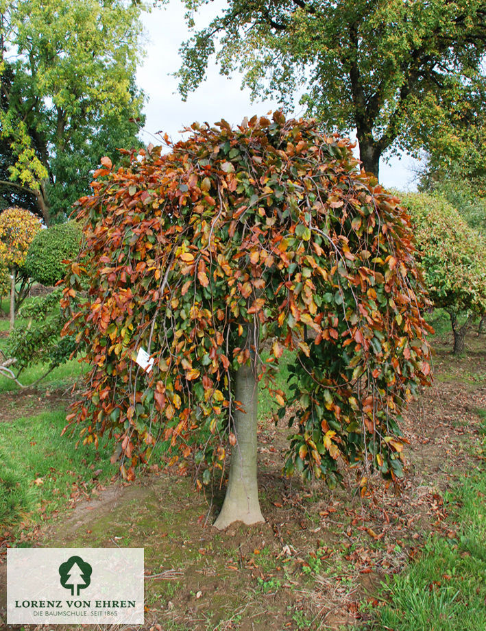 Fagus sylvatica 'Purpurea Pendula'