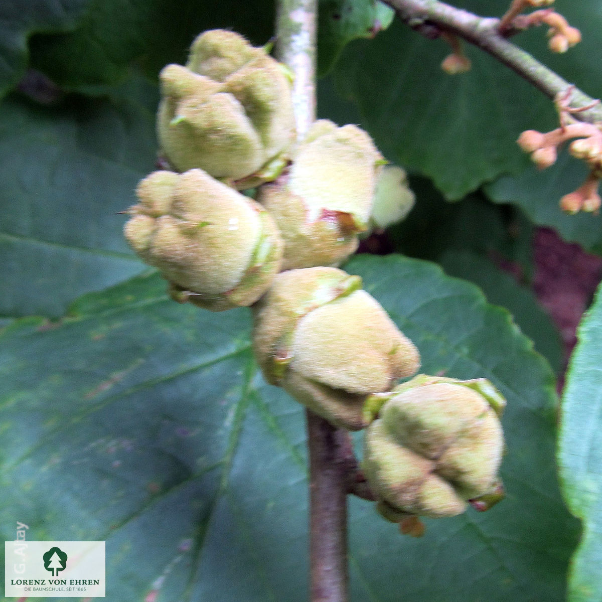 Hamamelis virginiana