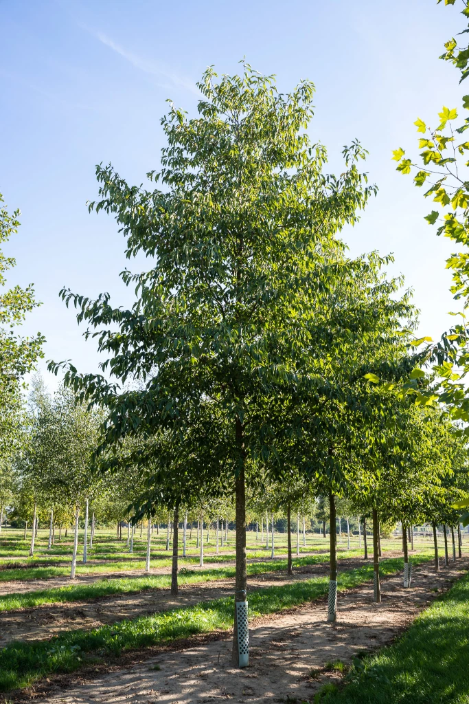 Alnus spaethii Hochstamm