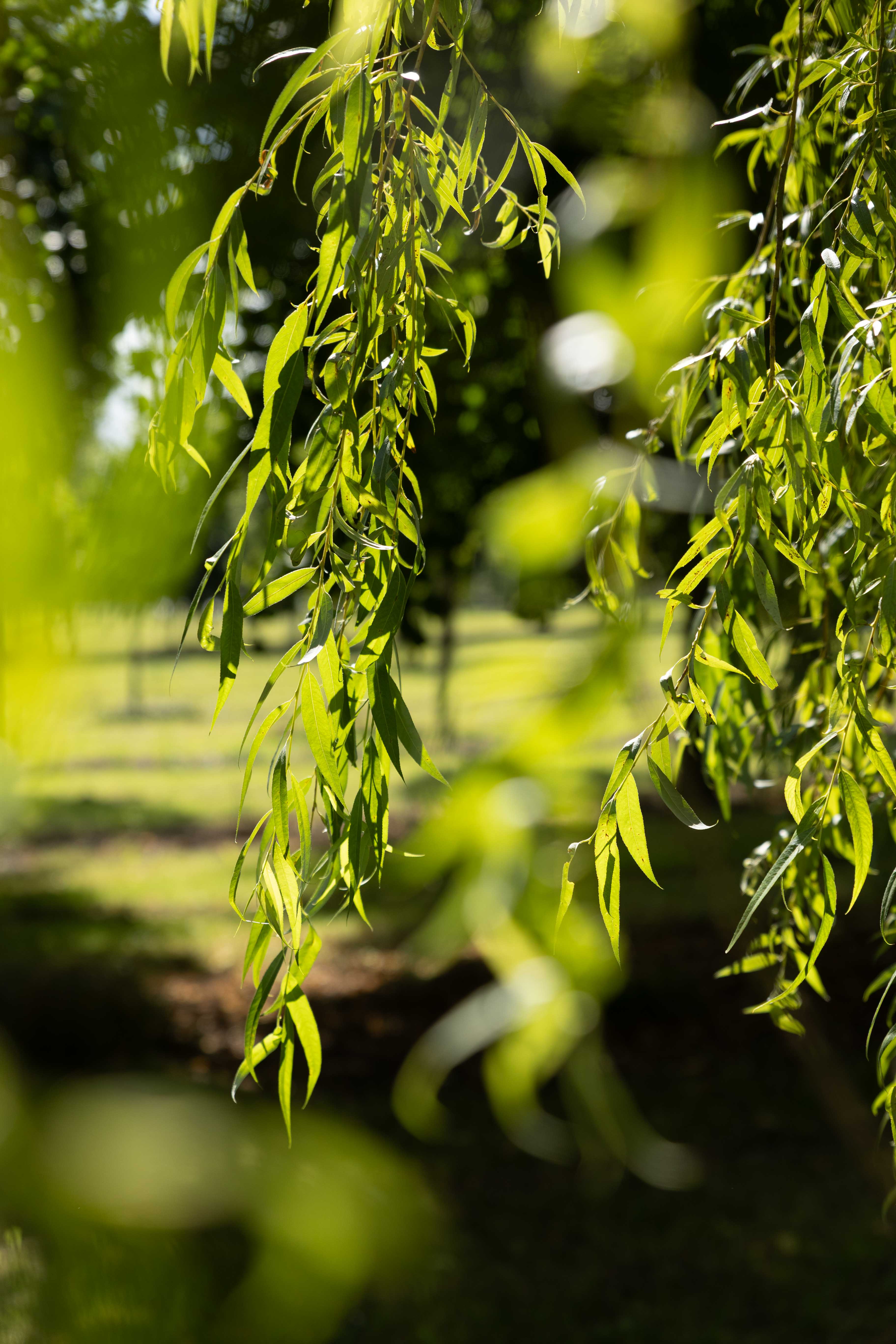 Hängende, schmale, hellgrüne Blätter in Nahaufnahme, von der Sonne von hinten beleuchtet.
