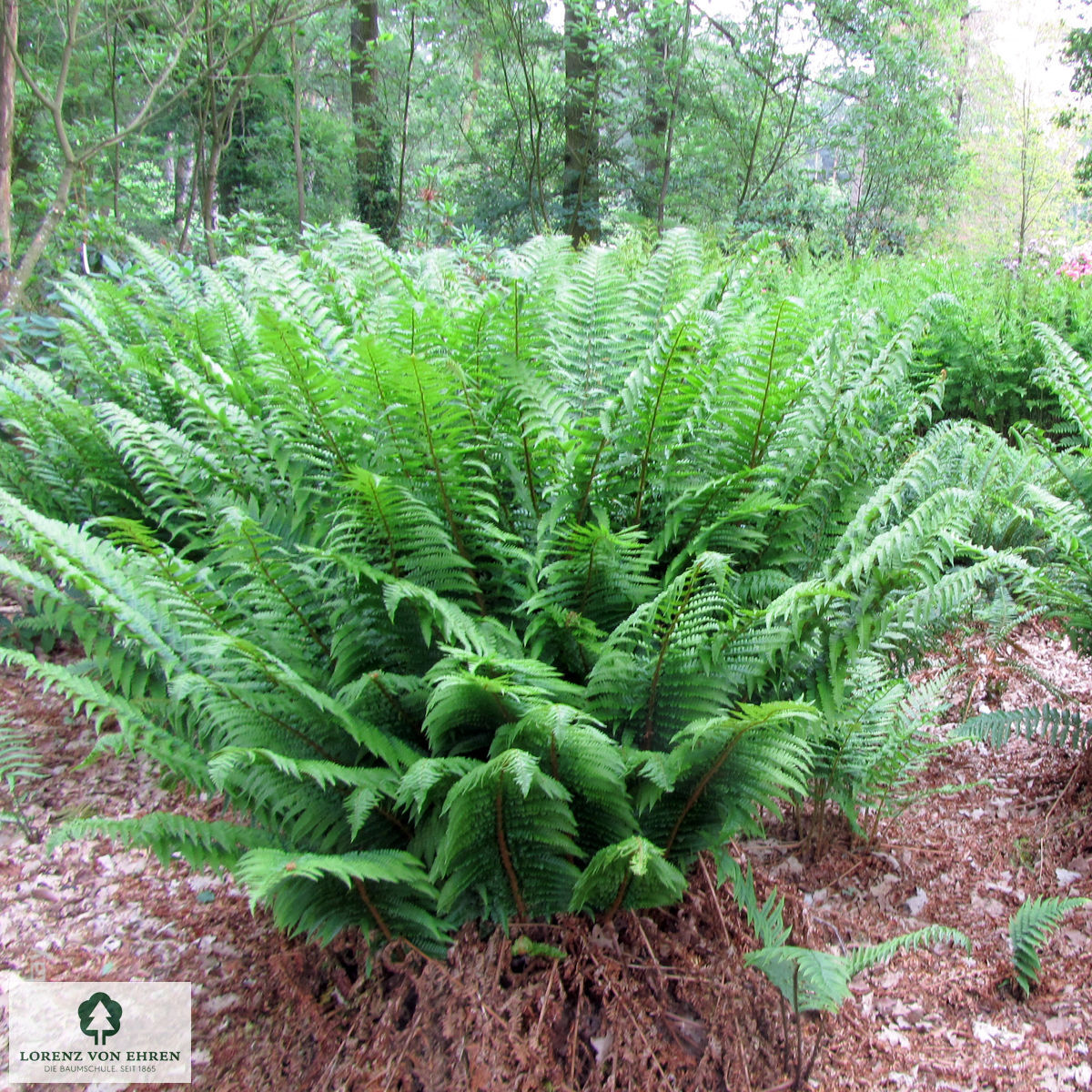 Dryopteris affinis