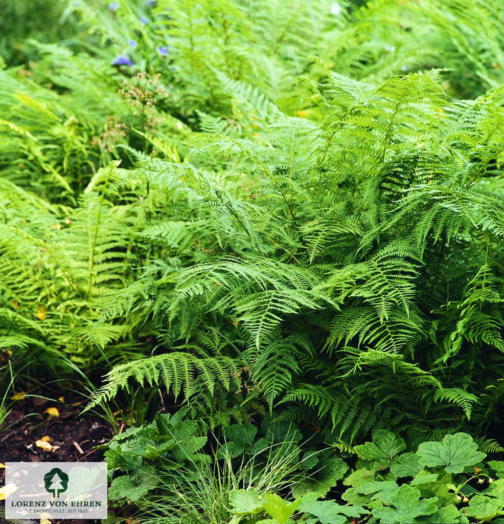 Athyrium filix-femina