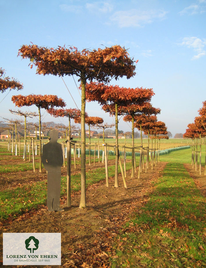 Quercus palustris