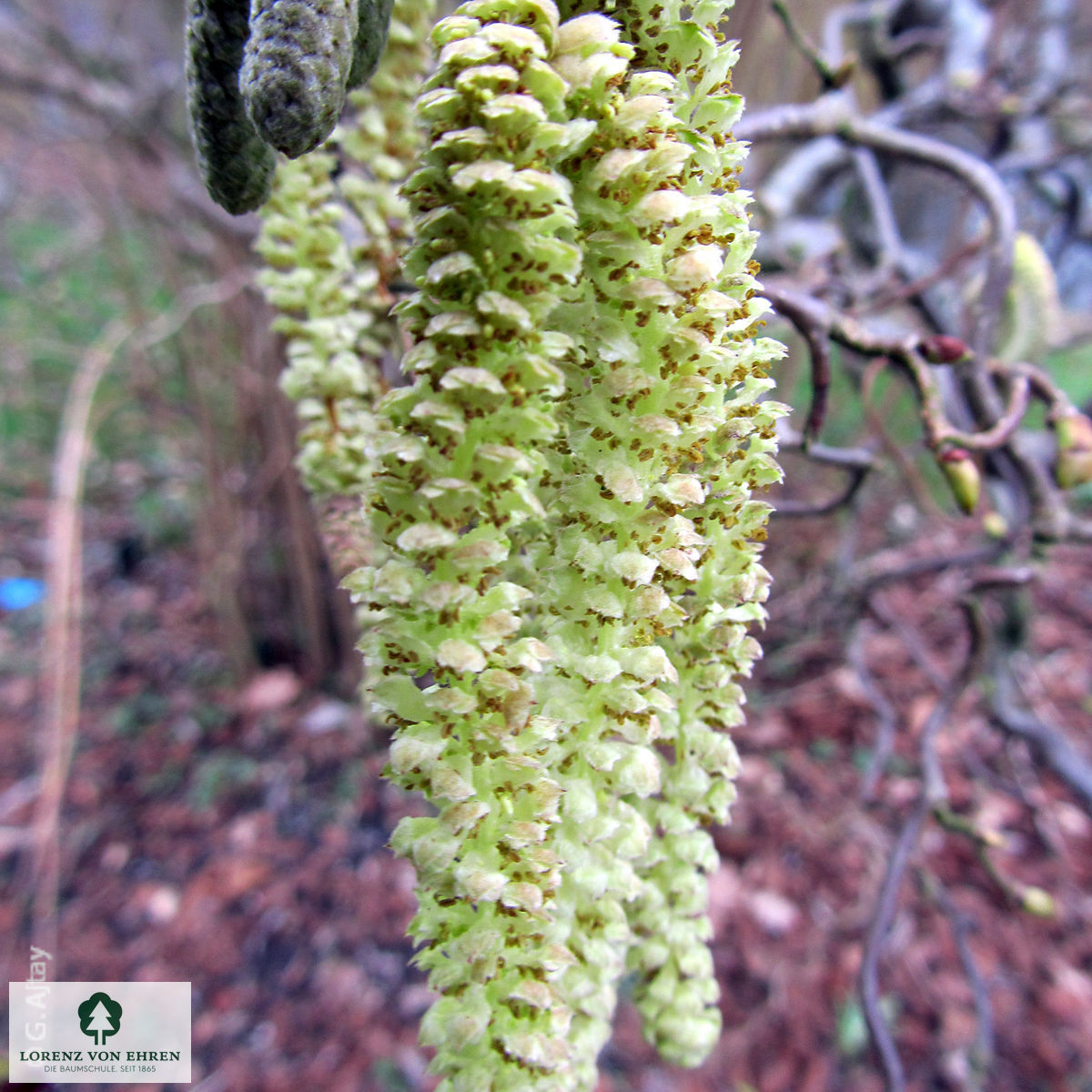 Corylus avellana 'Contorta'