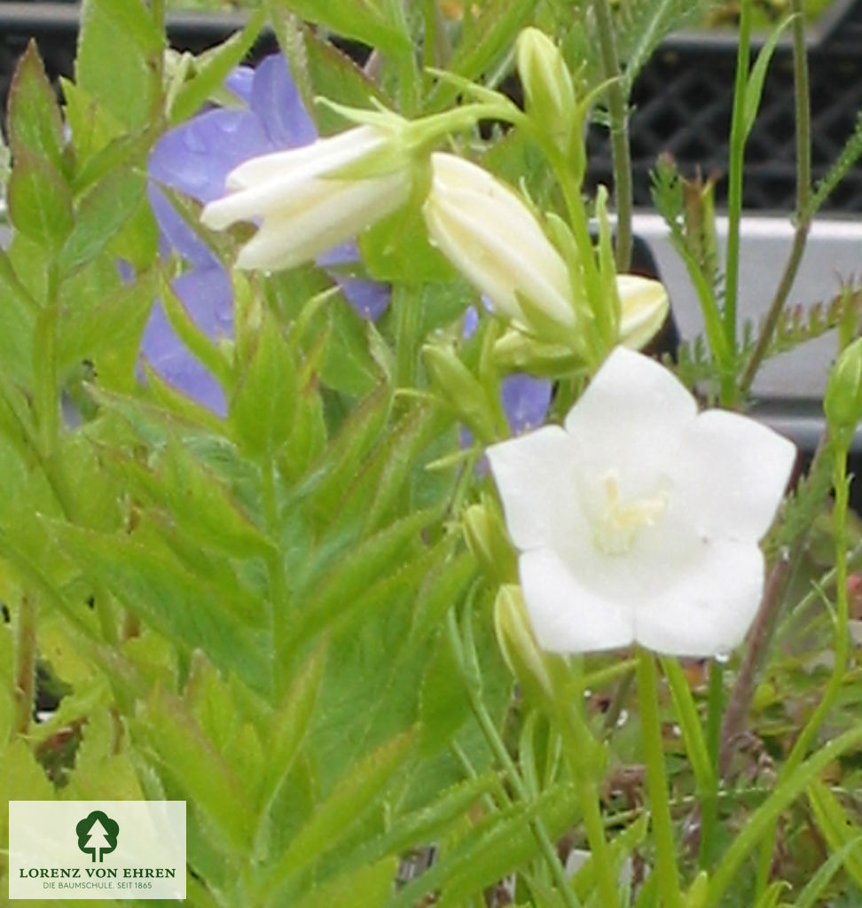 Campanula persicifolia 'Grandiflora Alba'