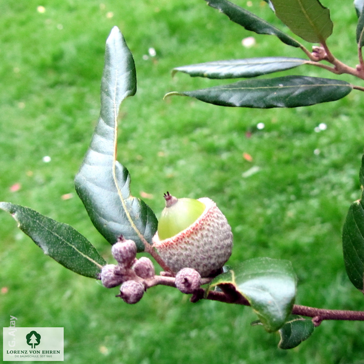 Quercus ilex