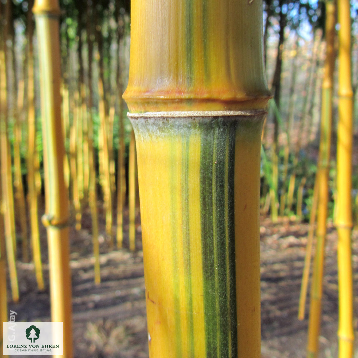 Phyllostachys aureosulcata 'Spectabilis'