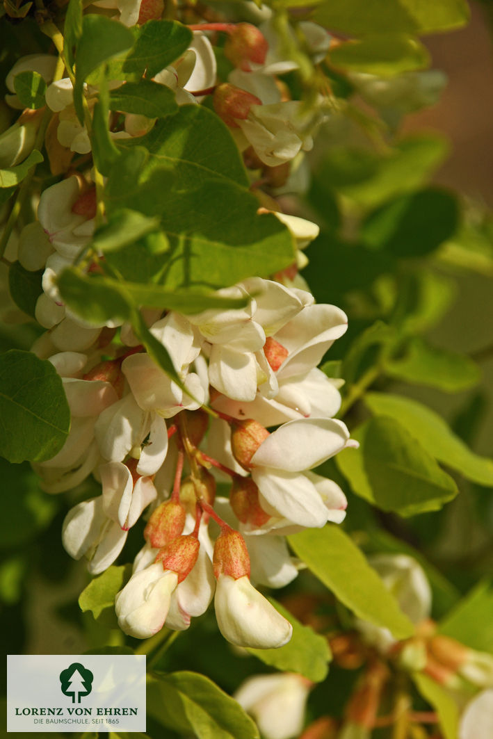 Robinia pseudoacacia 'Frisia'