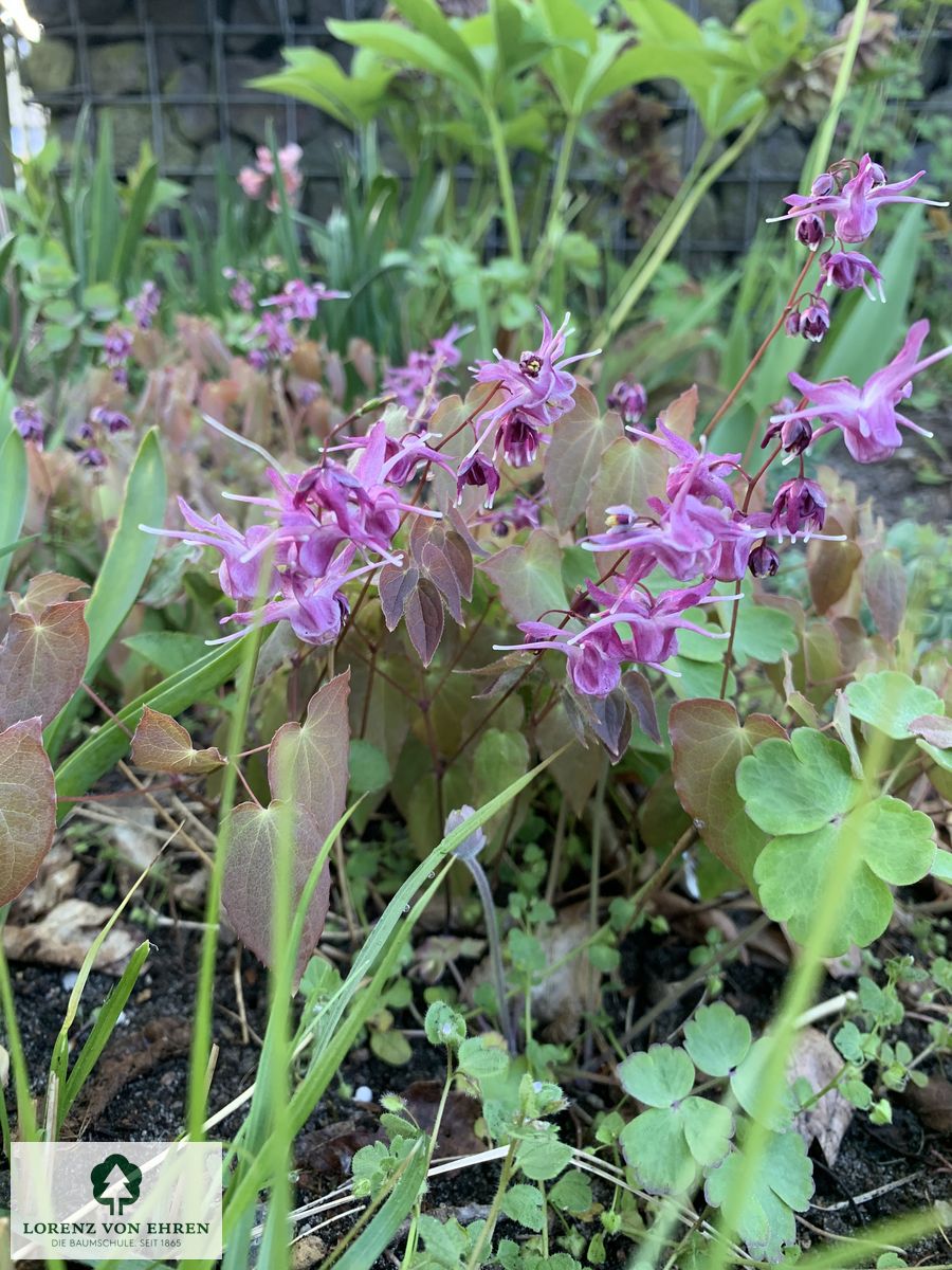 Epimedium grandiflorum 'Rose Queen'