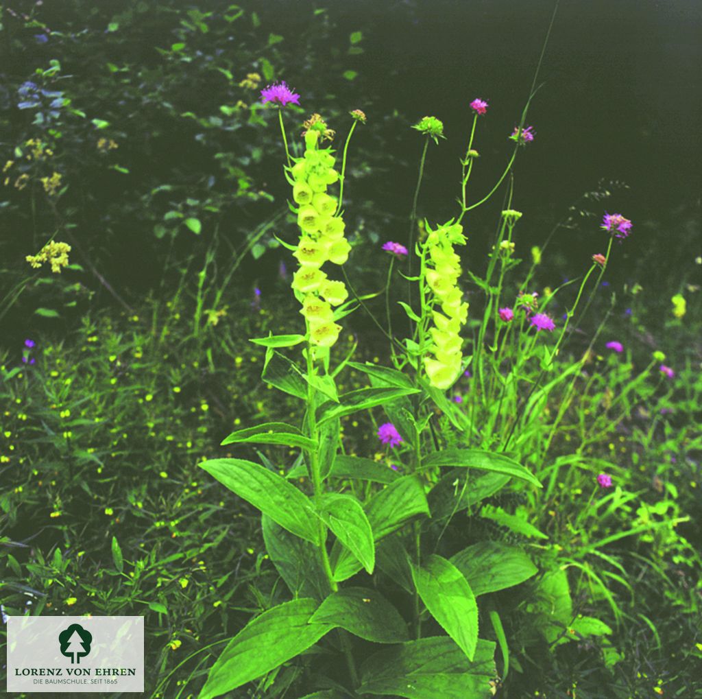 Digitalis grandiflora