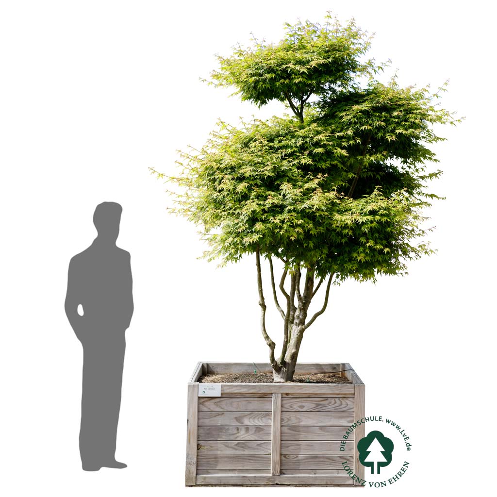 Acer palmatum - Bonsai