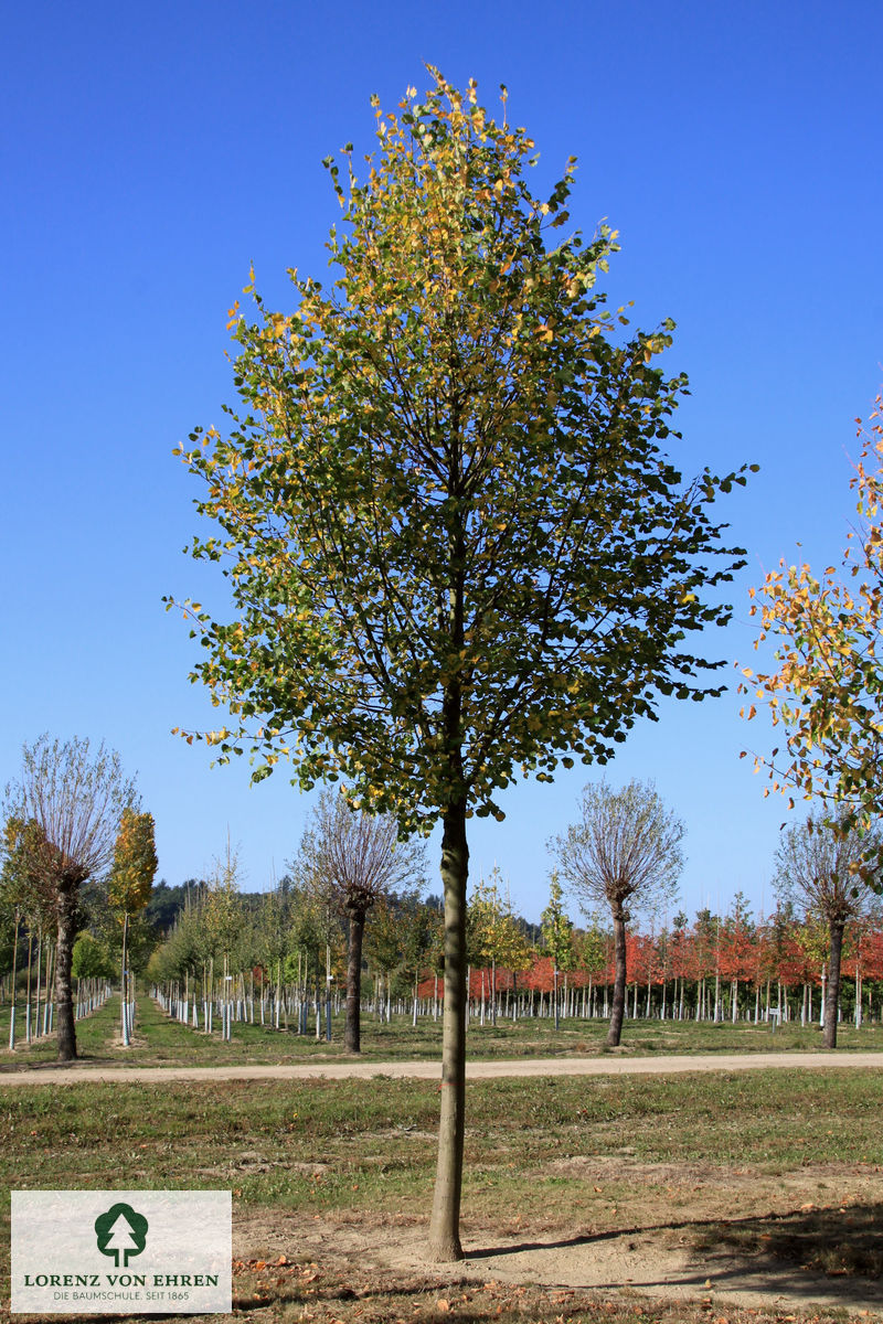 Tilia cordata 'Rancho'