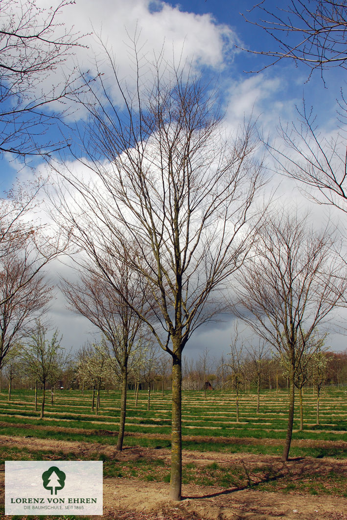 Zelkova serrata 'Green Vase'