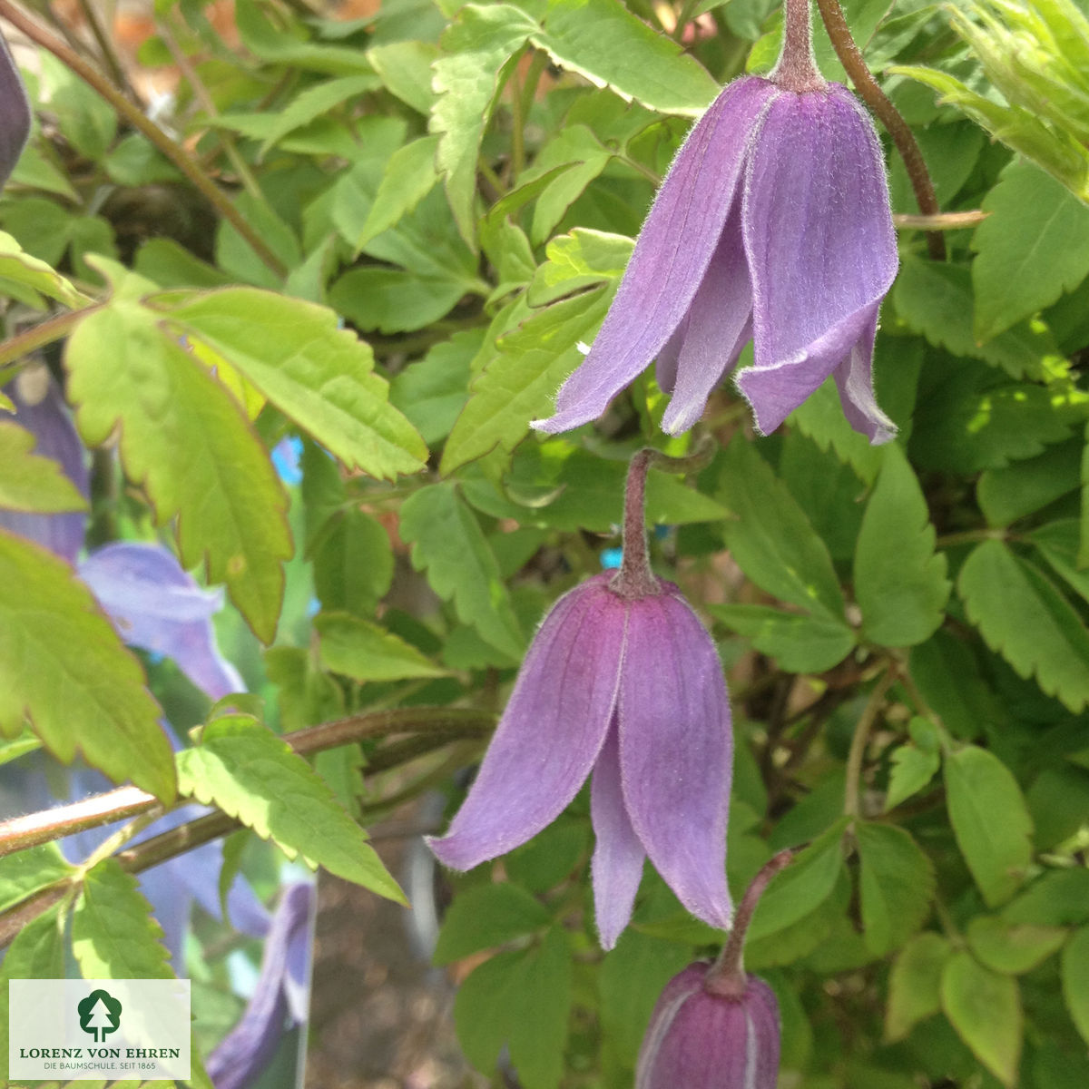 Clematis alpina