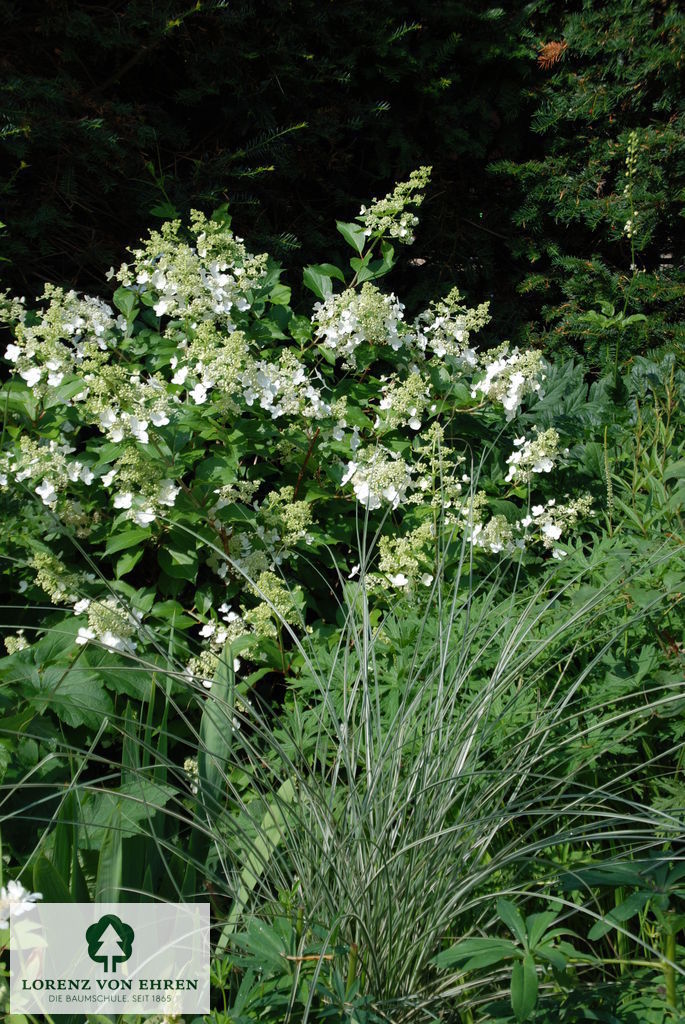 Hydrangea paniculata 'Kyushu'