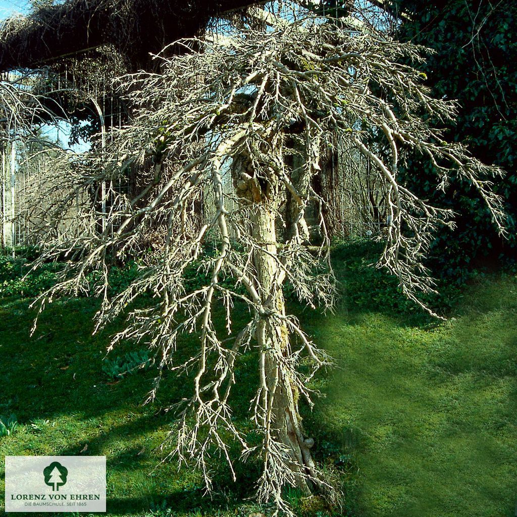 Caragana arborescens 'Pendula'