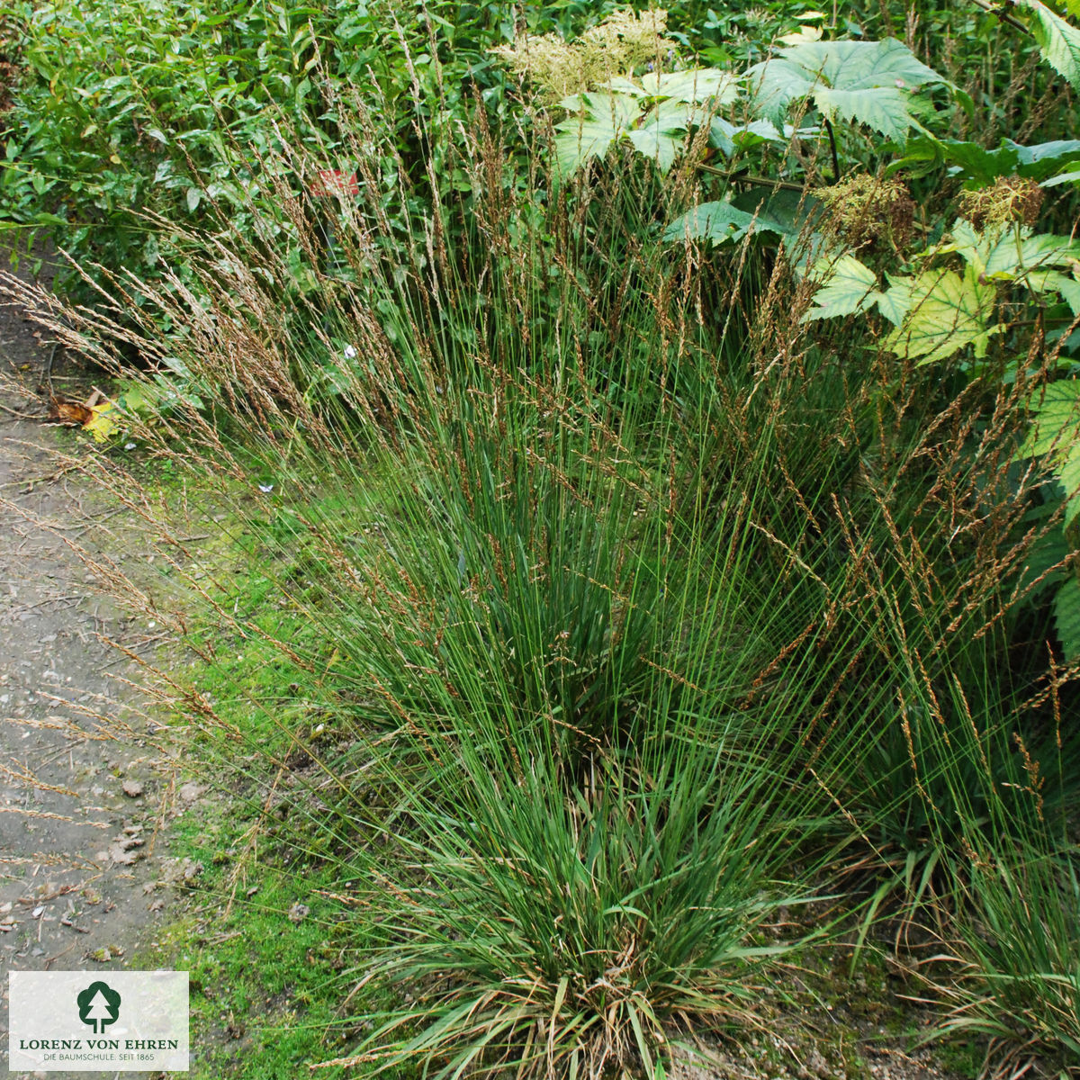 Molinia caerulea 'Dauerstrahl'