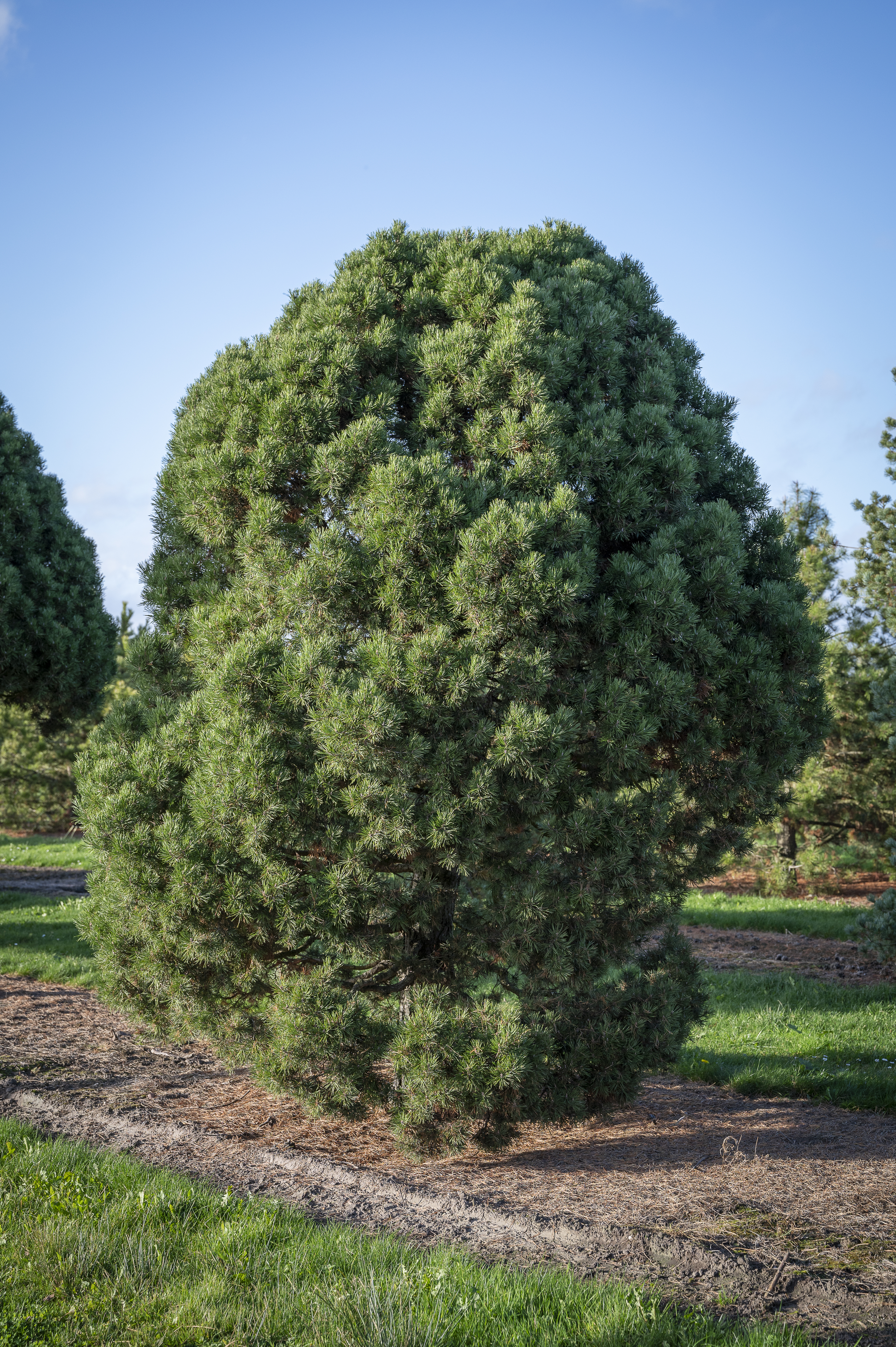 Pinus sylvestris 'Globosa Viridis' Unikat