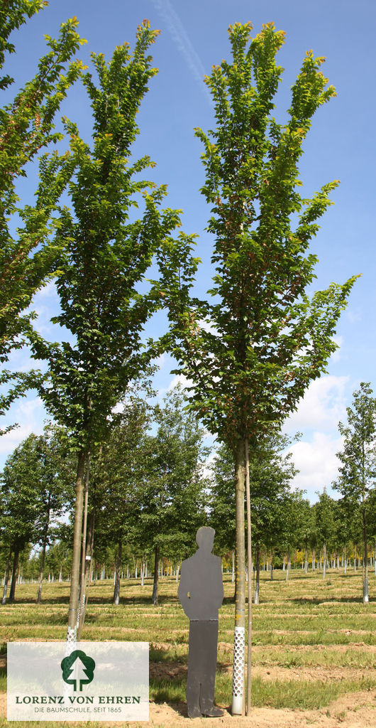 Ulmus hollandica 'Lobel'