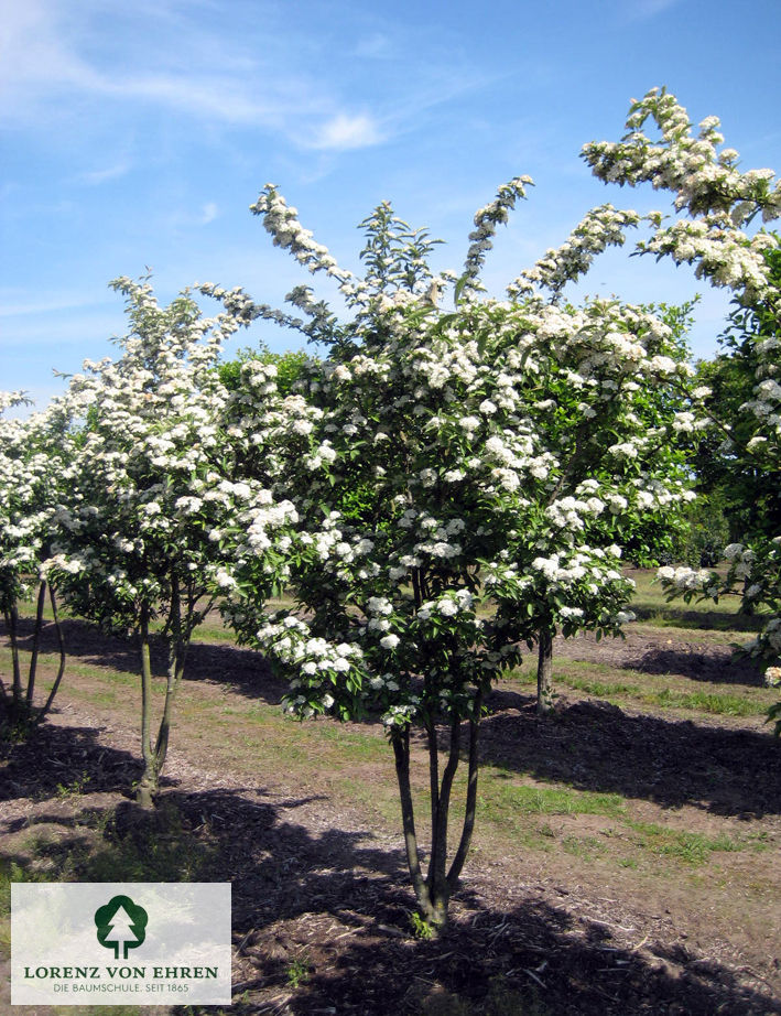 Photinia villosa