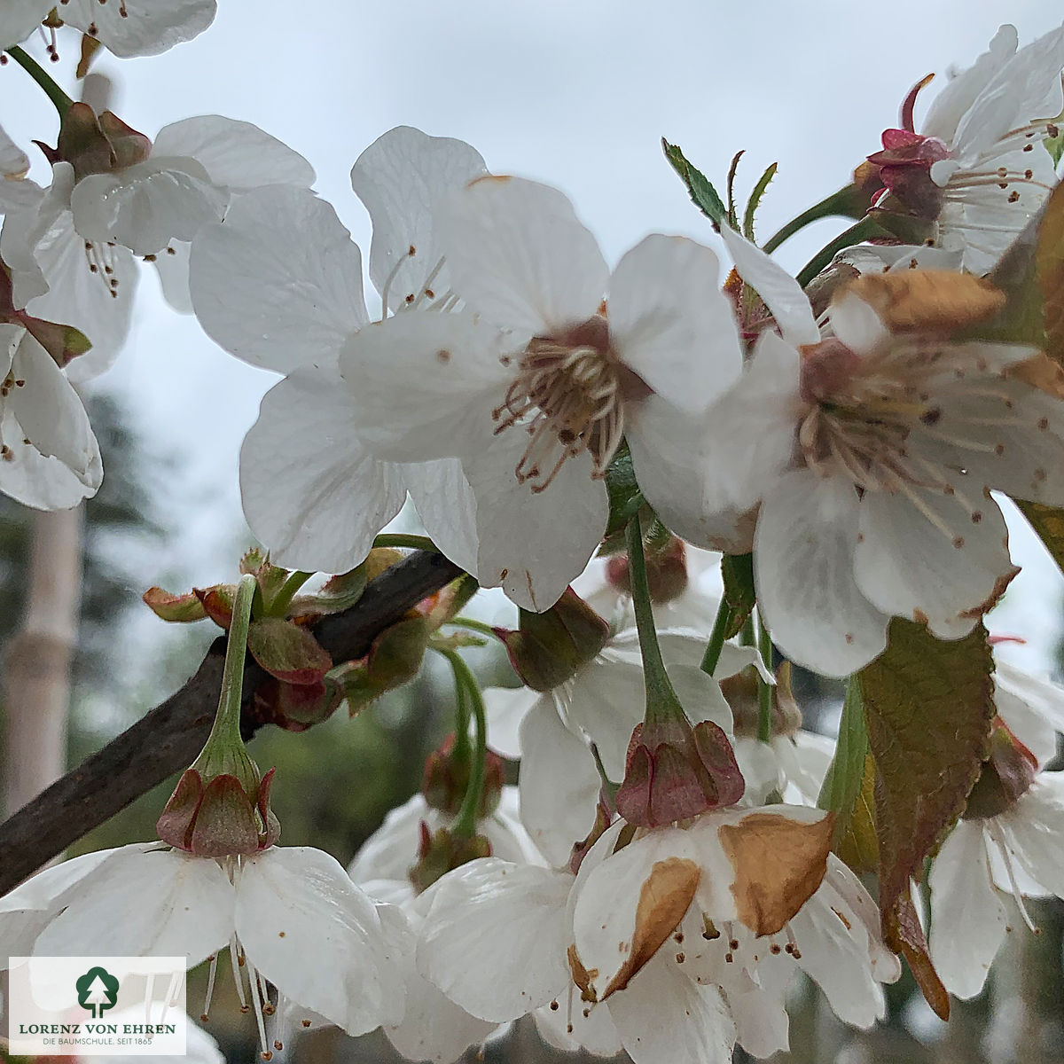 Prunus avium 'Büttners Rote Knorpelkirsche'