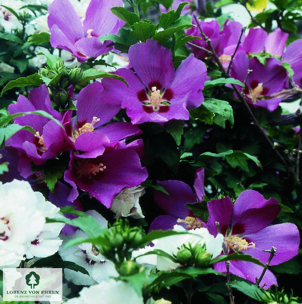 Hibiscus syriacus 'William R. Smith'