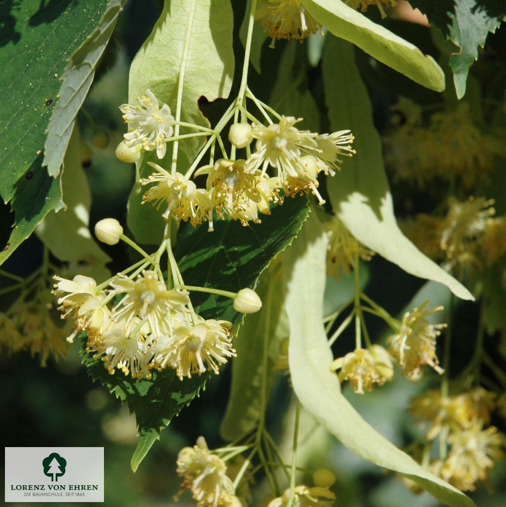 Tilia europaea 'Pallida'