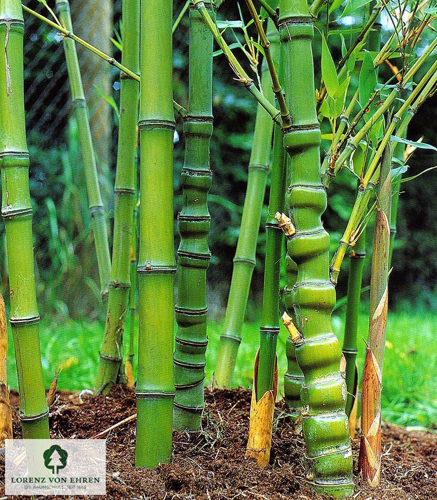 Phyllostachys aurea