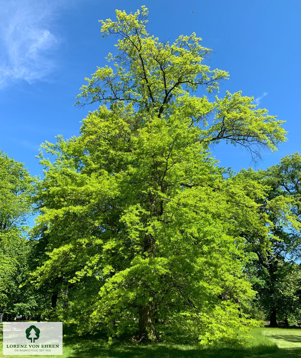 Quercus palustris