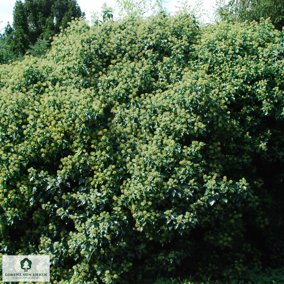 Hedera helix 'Arborescens'