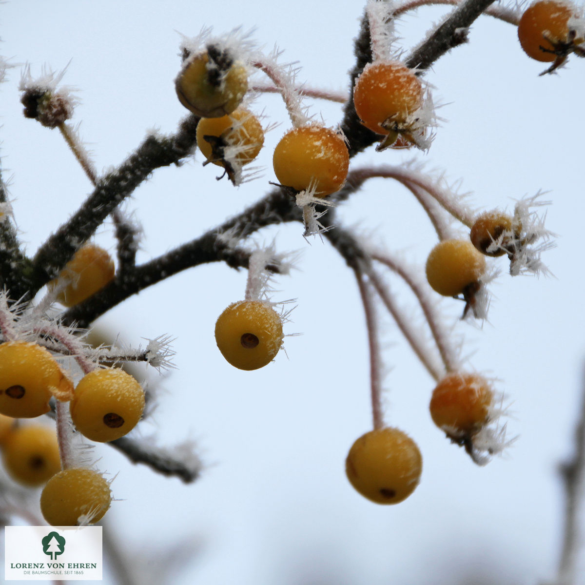 Malus 'Wintergold'