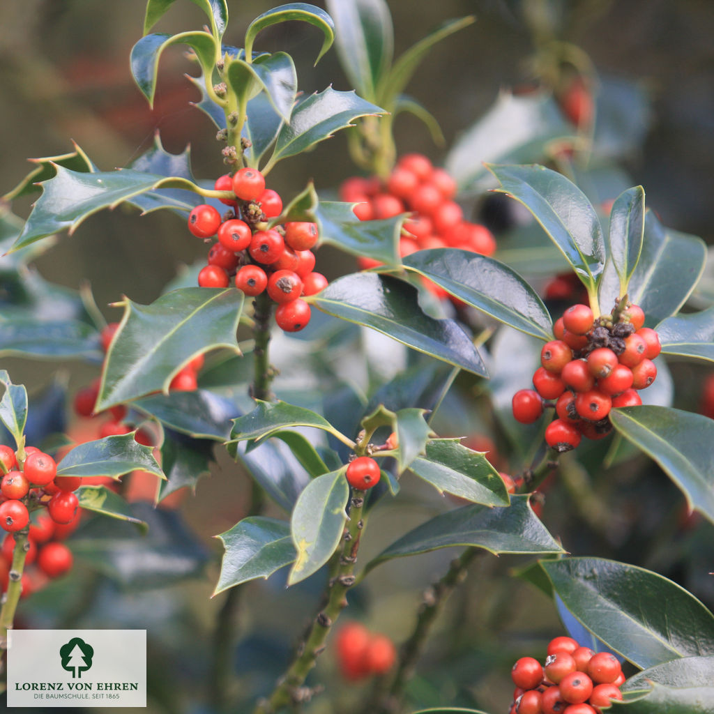 Ilex aquifolium