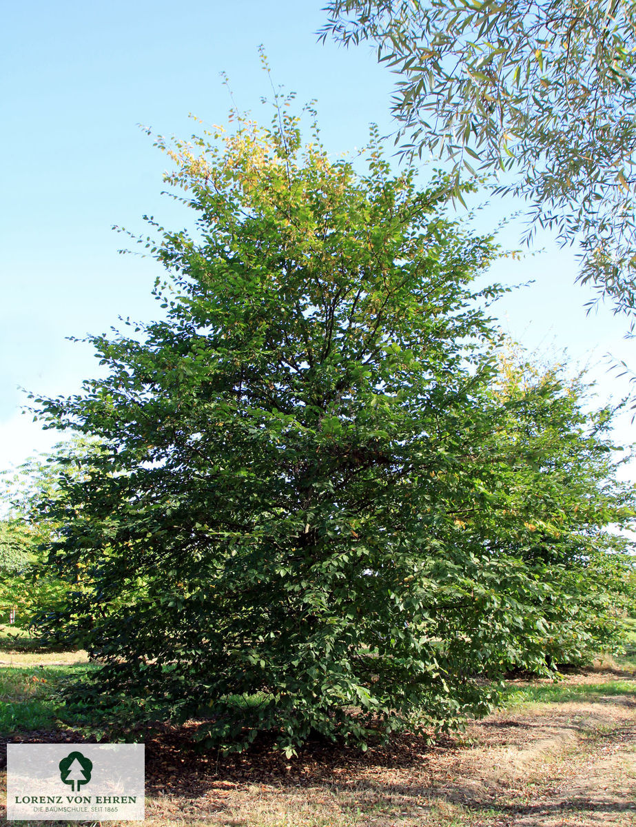 Carpinus betulus