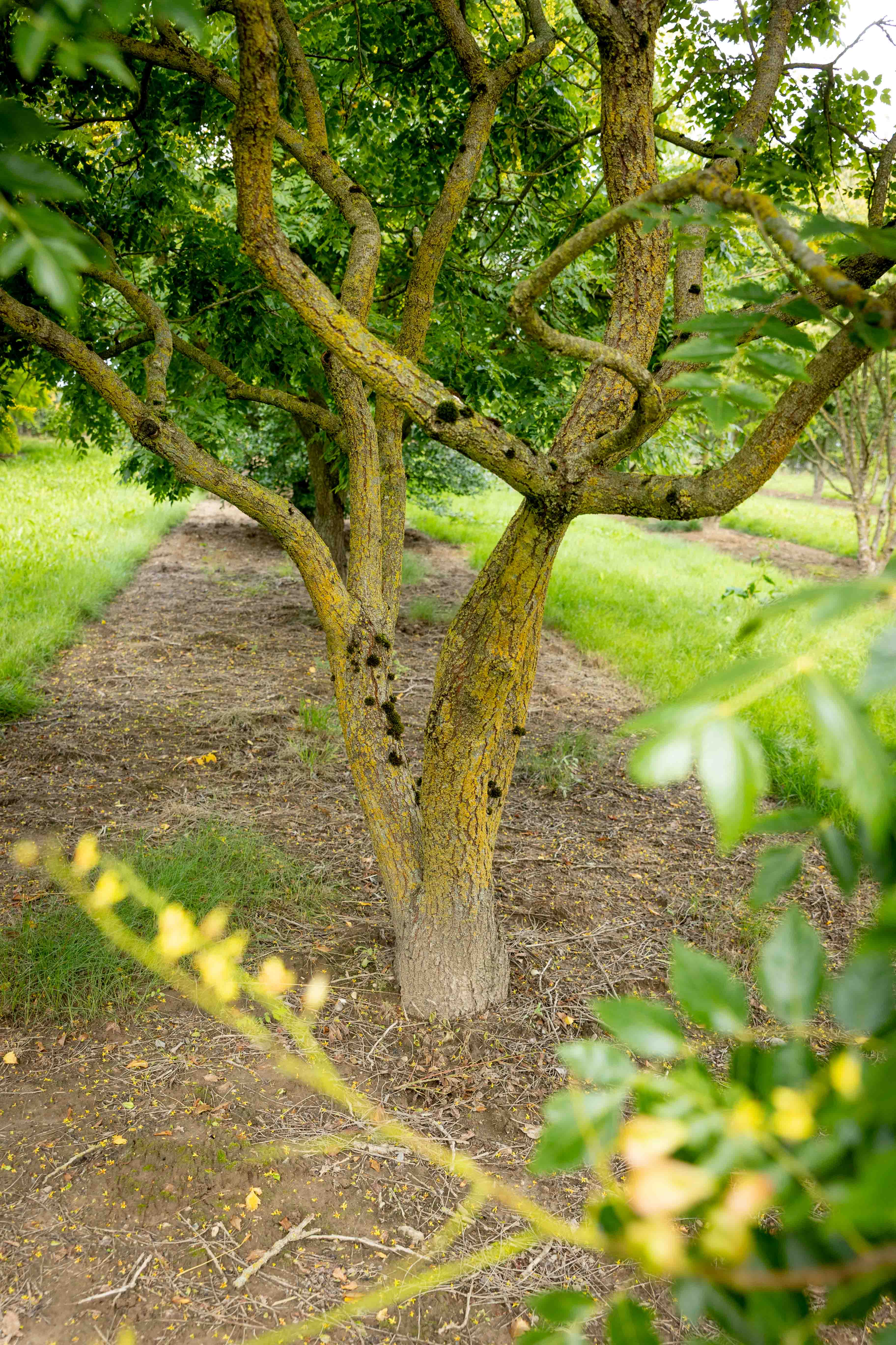 Habitus eines Baumes