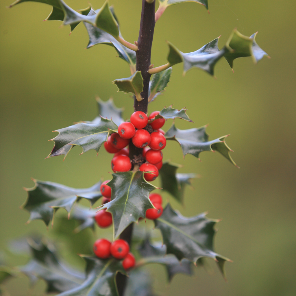 Ilex meserveae Blue Princess mit roter frucht