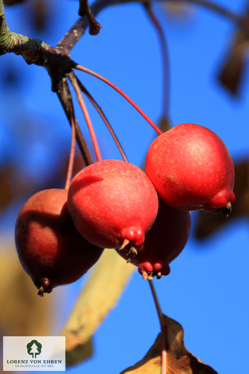 Malus 'Makamik'