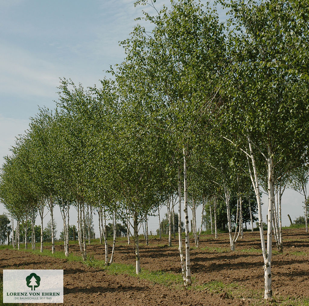 Betula jacquemontii