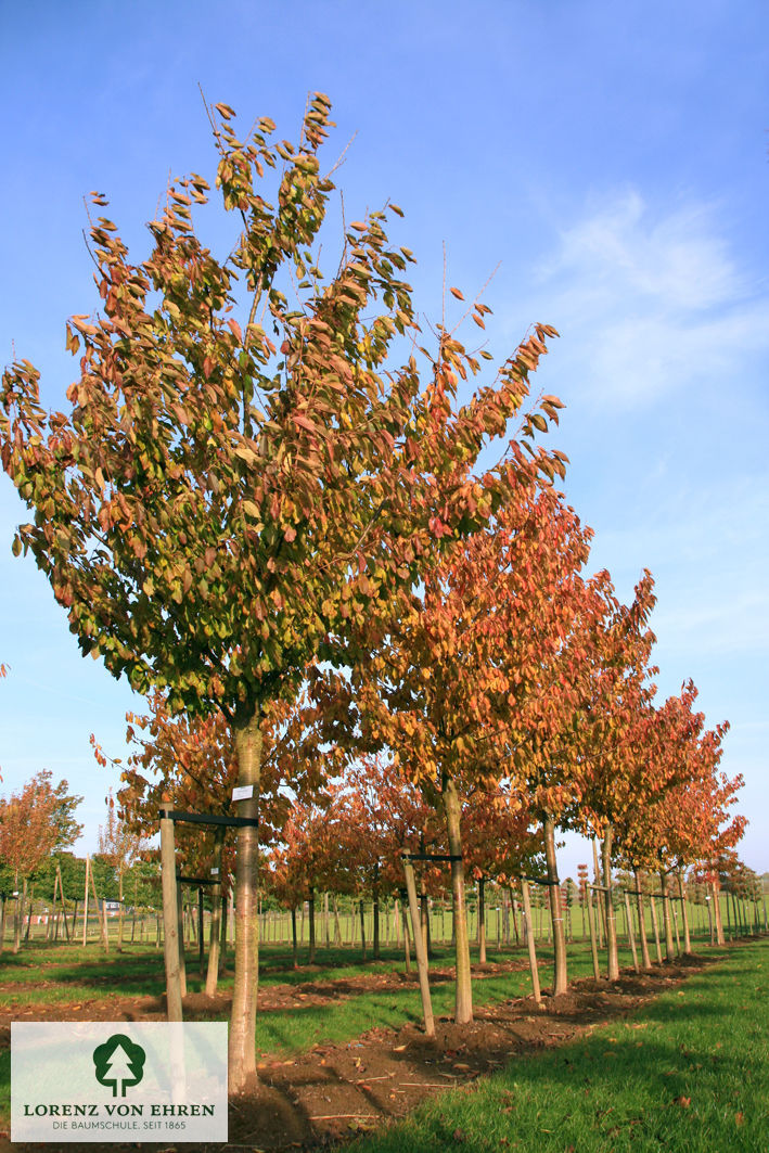 Prunus avium 'Burlat'